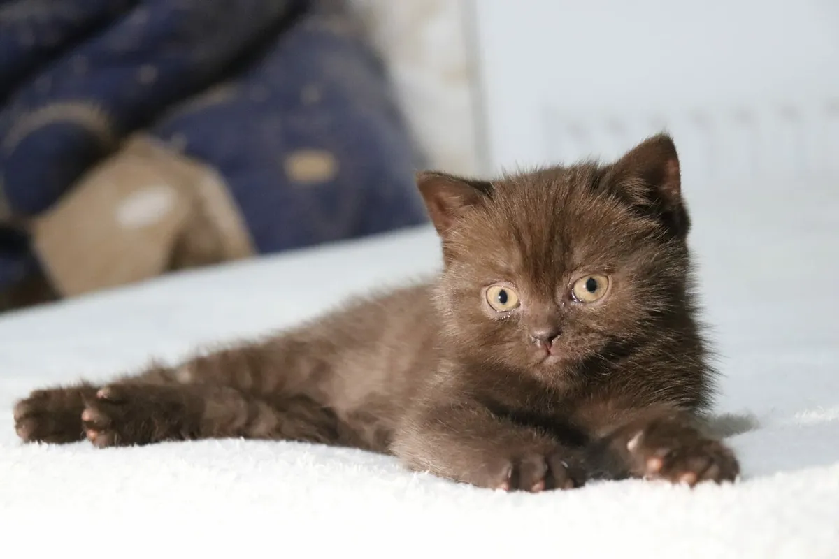 British Shorthair, Lovely Cinnamon colour - Image 1
