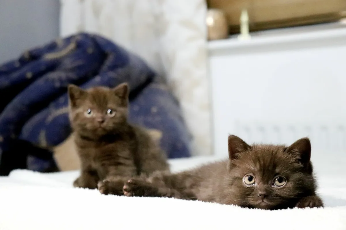 British Shorthair, Lovely Cinnamon colour - Image 2