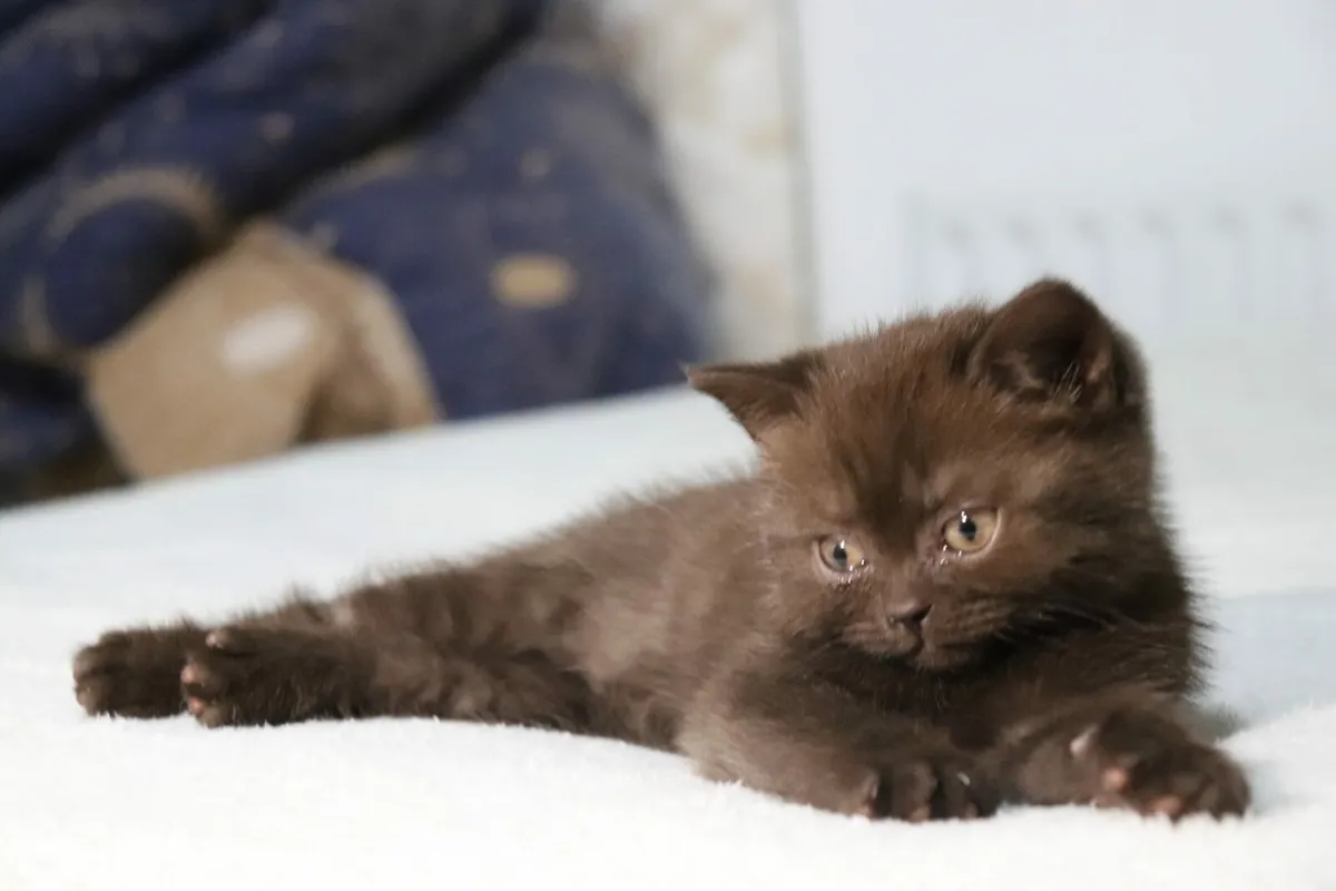 British Shorthair, Lovely Cinnamon colour - Image 3
