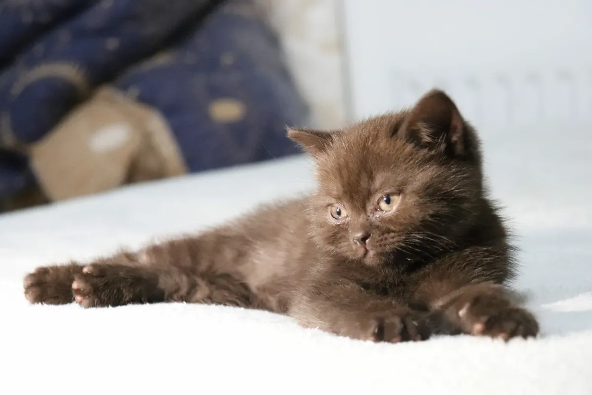 British Shorthair, Lovely Cinnamon colour - Image 4