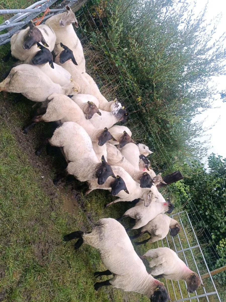 11 Suffolk Mule hoggets + breeding ewes - Image 1