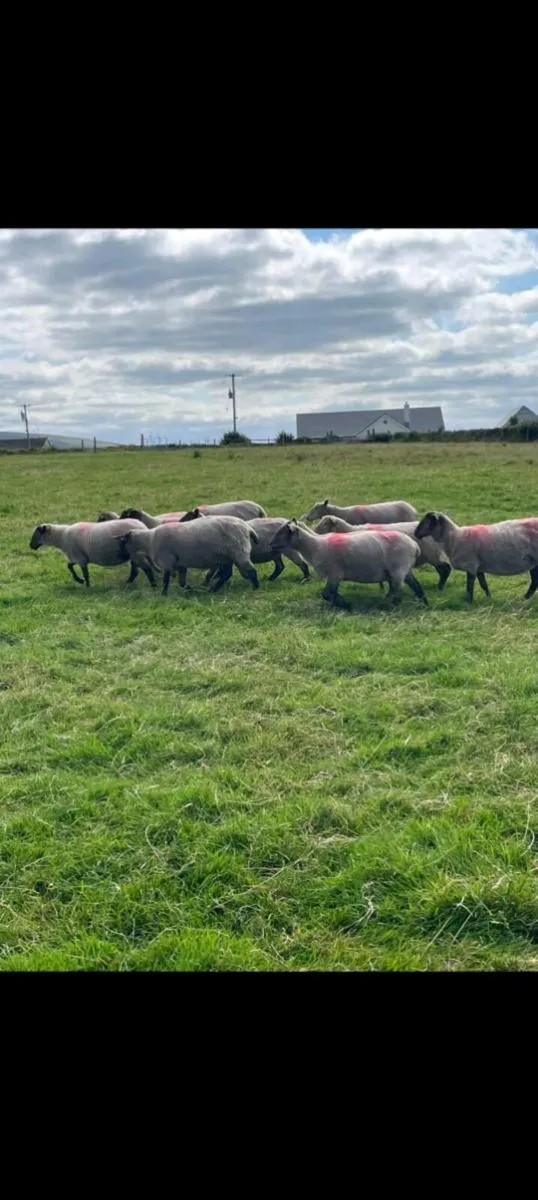 Hoggets - Image 4