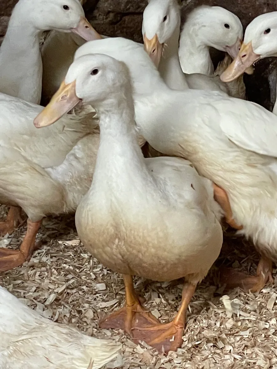 8 Khaki Campbell ducks point of lay - Image 1