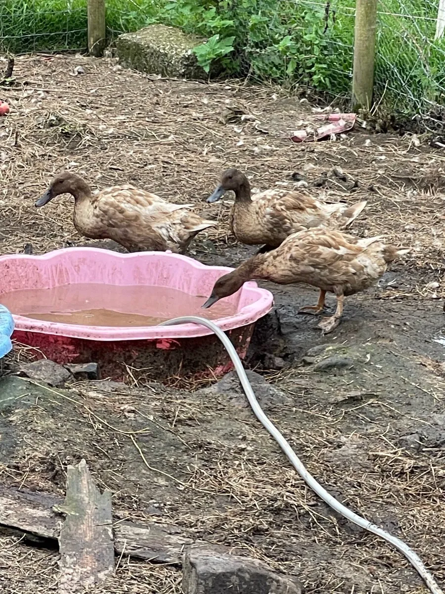 8 Khaki Campbell ducks point of lay - Image 3
