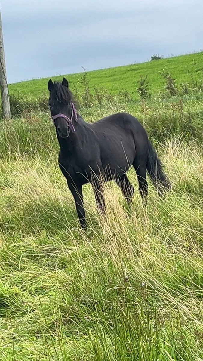 Hi Gelding for sale - Image 2