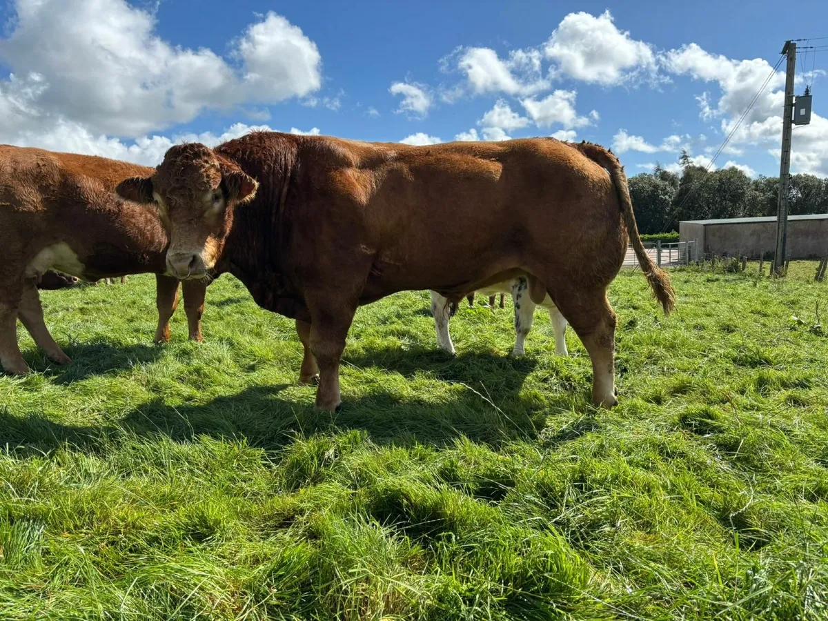 Limousin Bull - Image 1