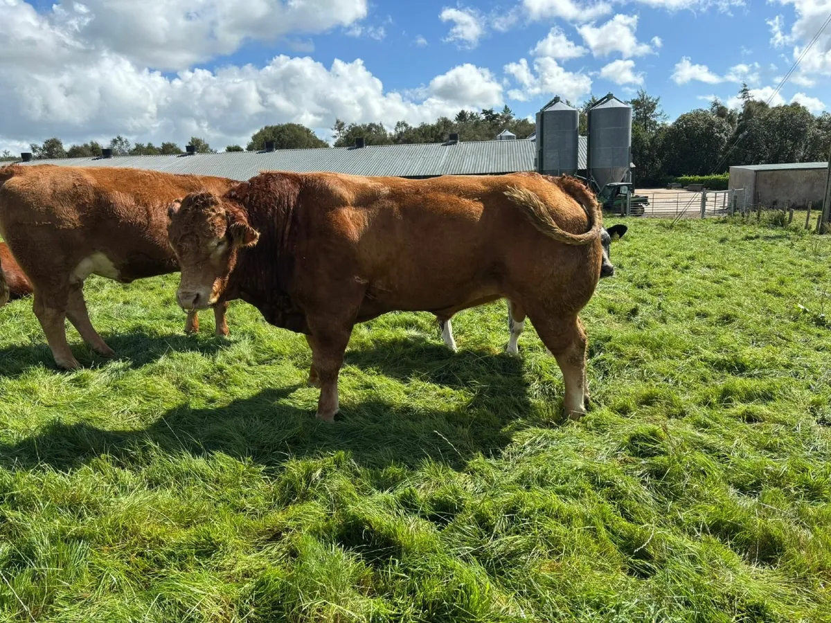 Limousin Bull - Image 3