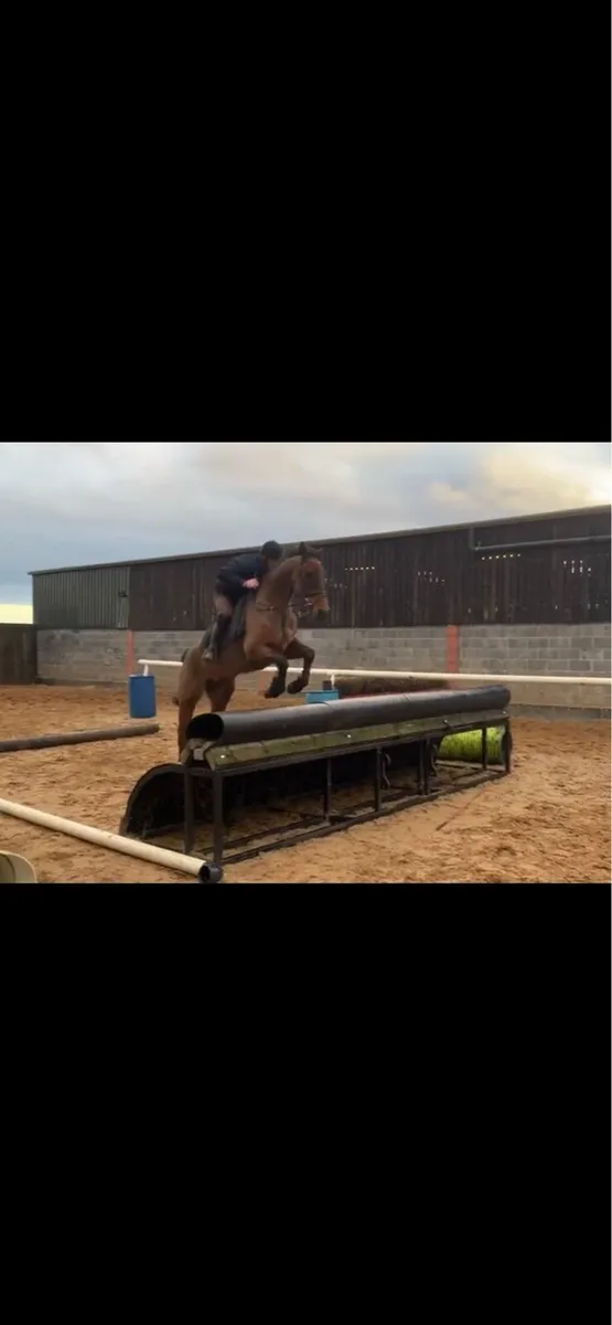 Lot 348 Goresbridge 3rd Sept - Image 2