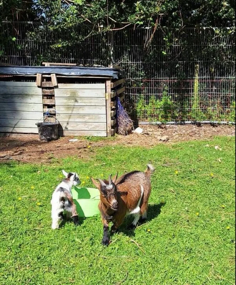 Purebred pygmy goats - Image 1