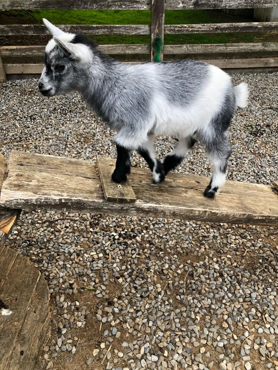 Purebred pygmy goats - Image 2