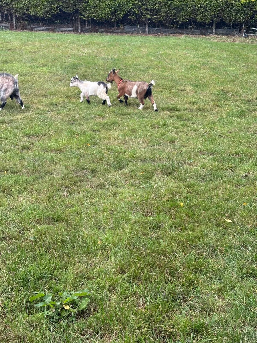 Purebred pygmy goats - Image 3