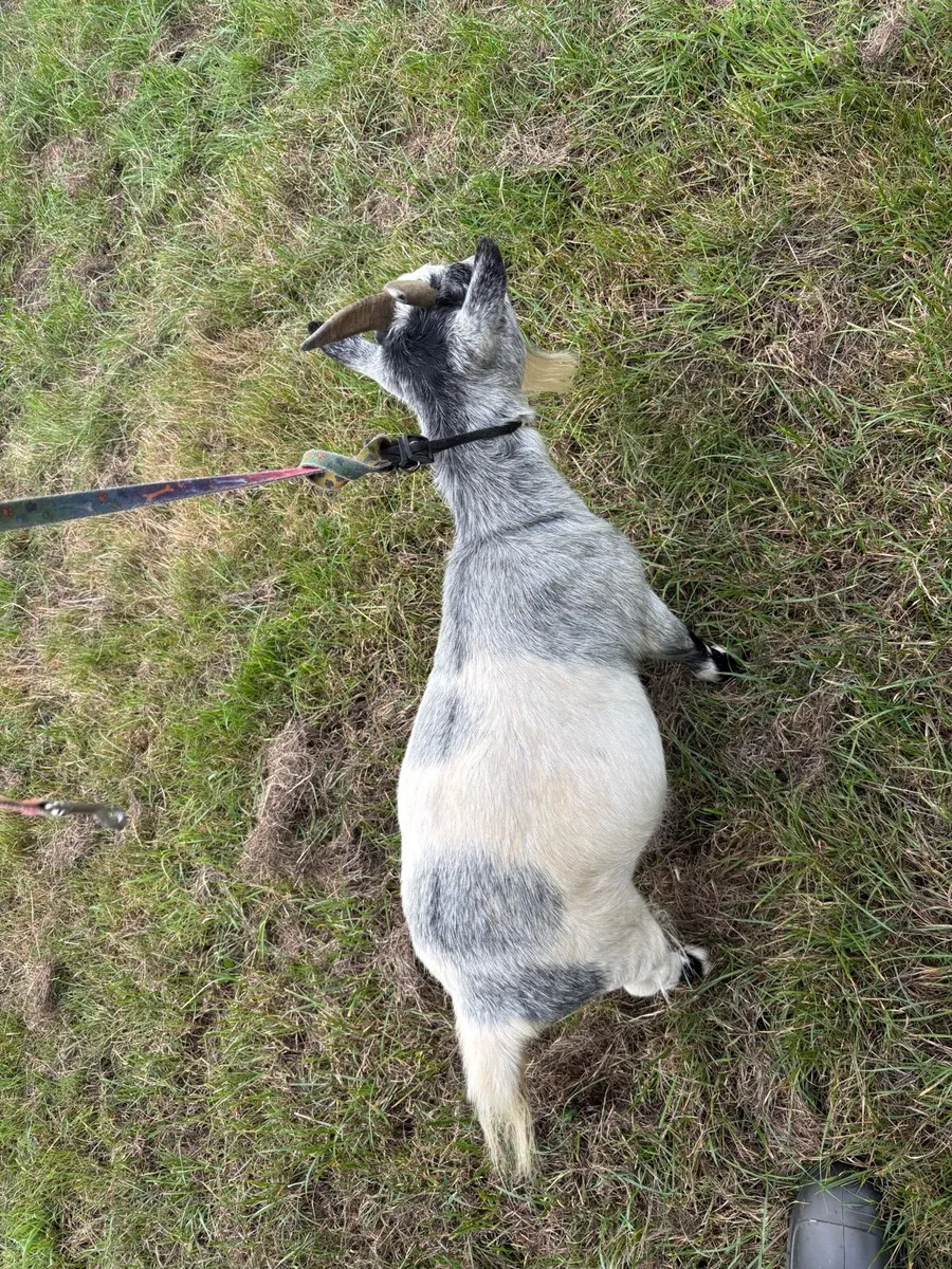 Purebred pygmy goats - Image 4