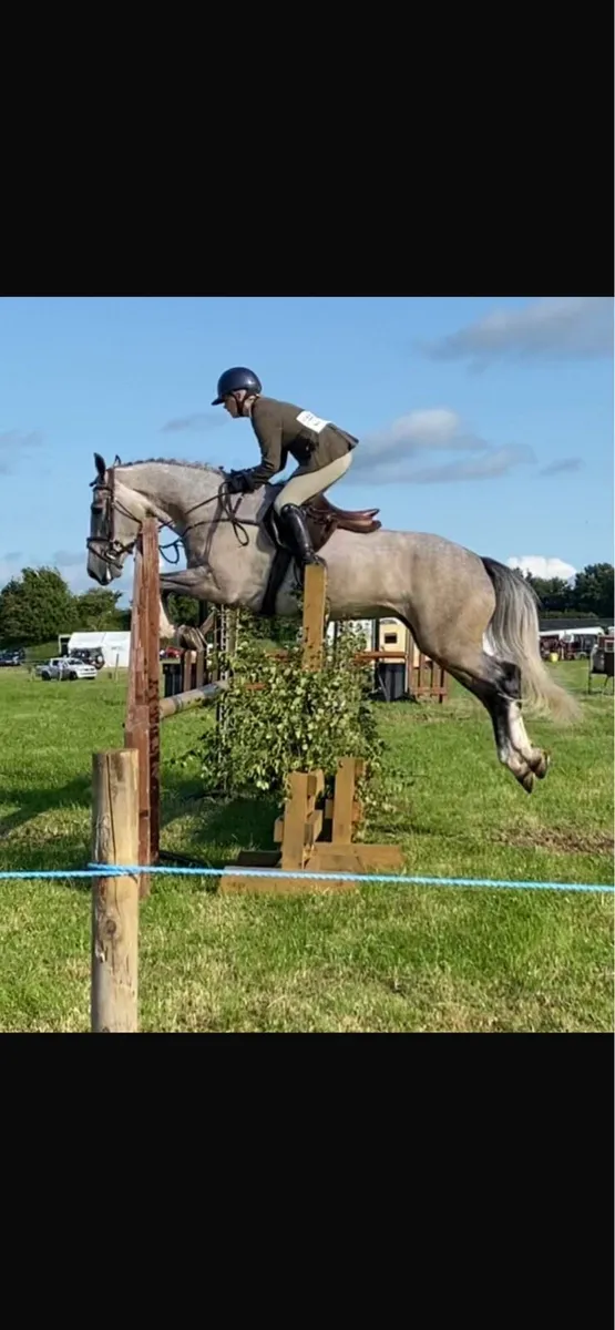 Allrounder  15.2 eventer / hunter /showjumper - Image 1