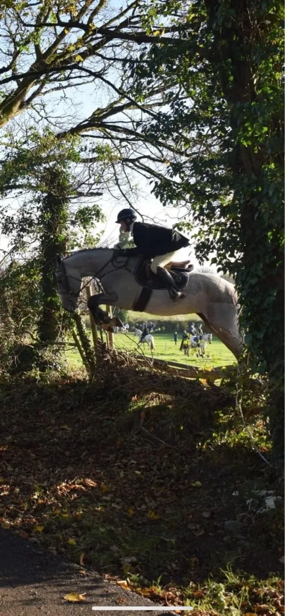 Allrounder  15.2 eventer / hunter /showjumper - Image 2