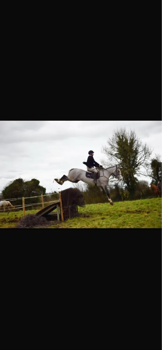Allrounder  15.2 eventer / hunter /showjumper - Image 3
