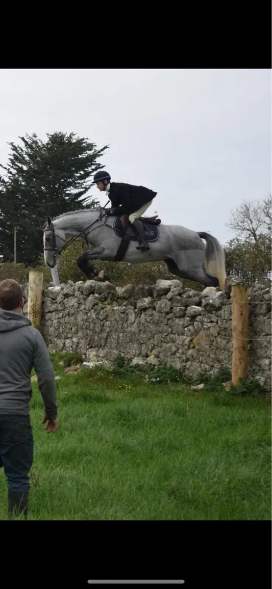 Allrounder  15.2 eventer / hunter /showjumper - Image 4