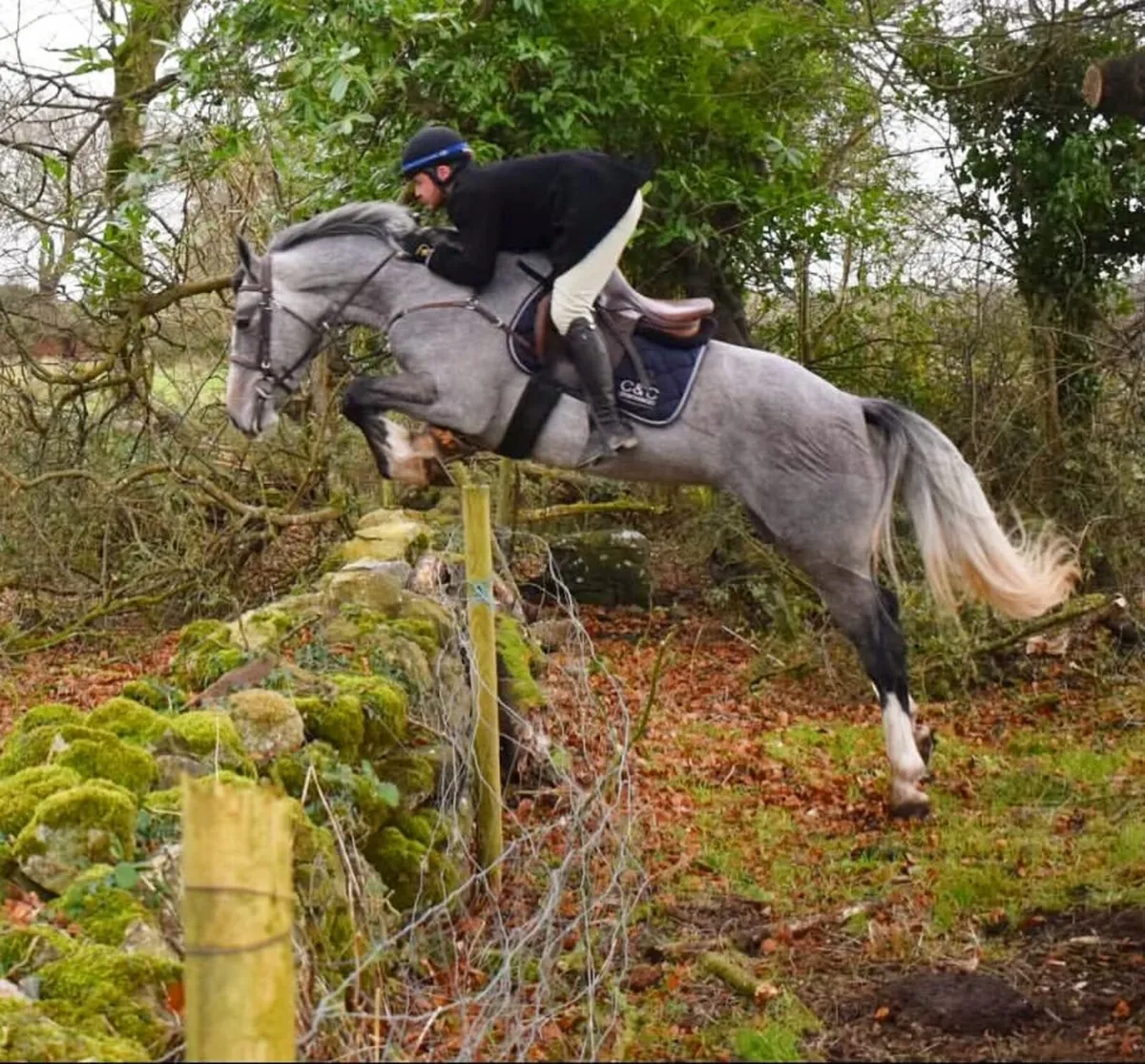 Allrounder  15.2 eventer / hunter /showjumper - Image 1