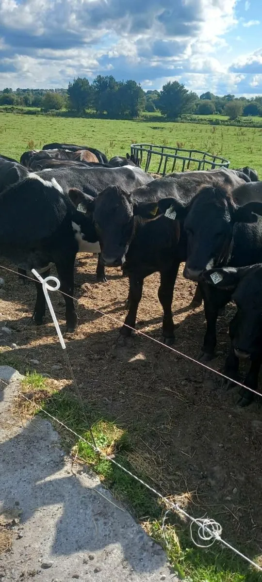 Cattle - Image 1