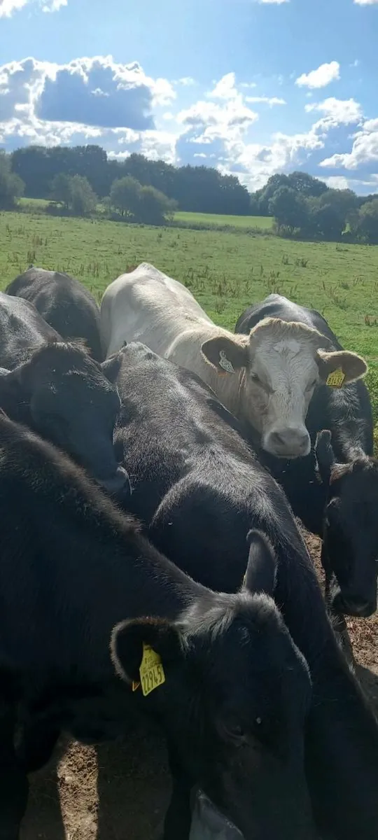 Cattle - Image 2