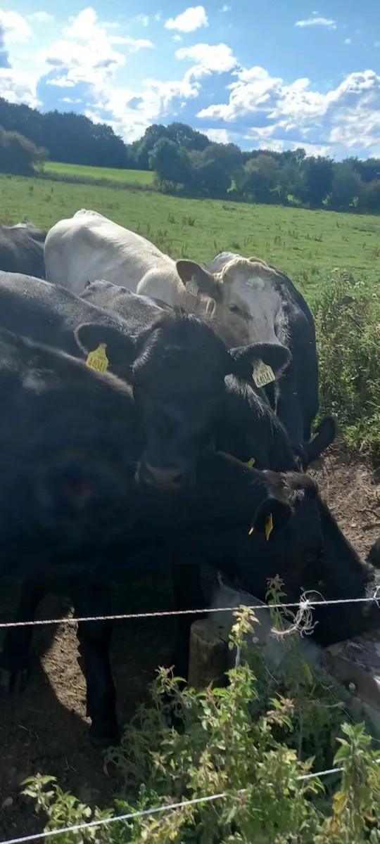 Cattle - Image 3
