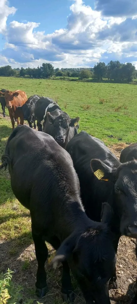 Cattle - Image 4