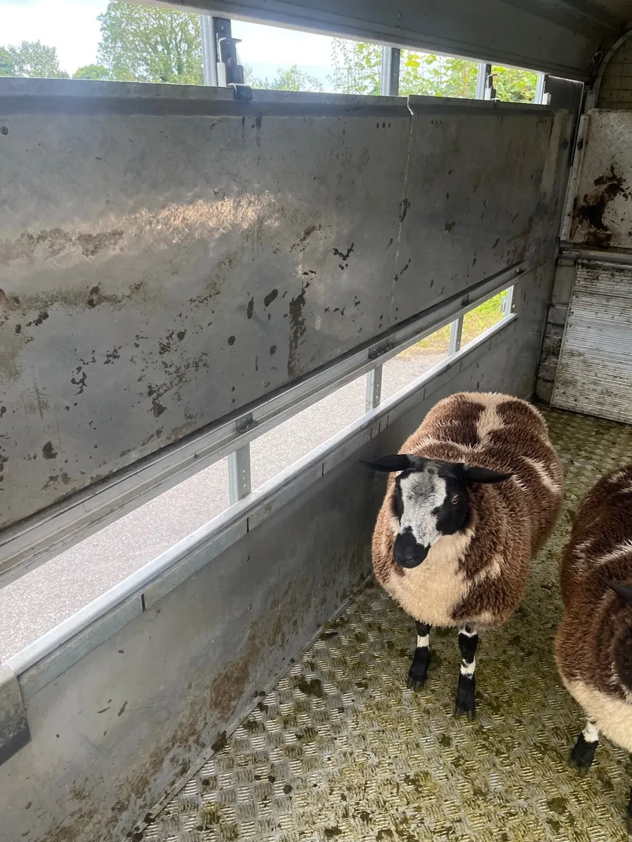 Sheep - Image 2