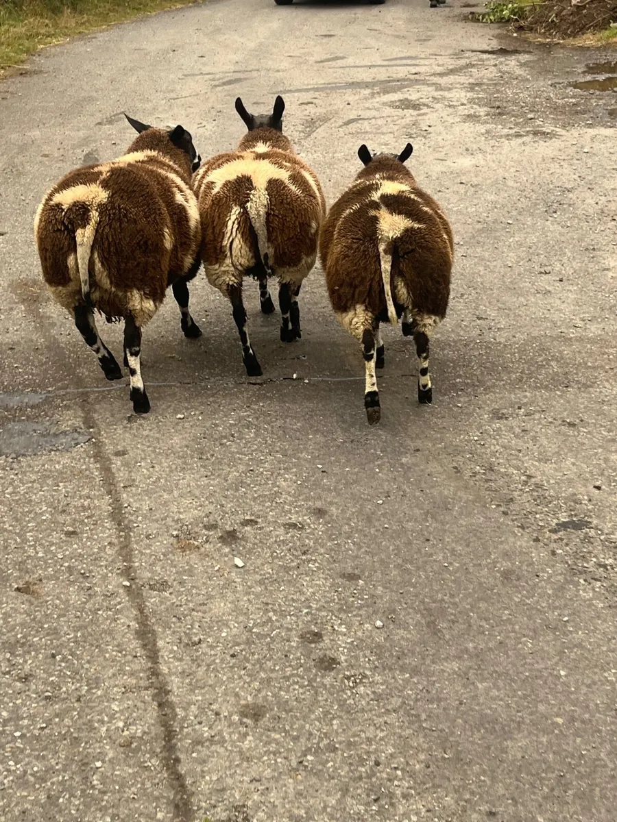 Sheep - Image 3