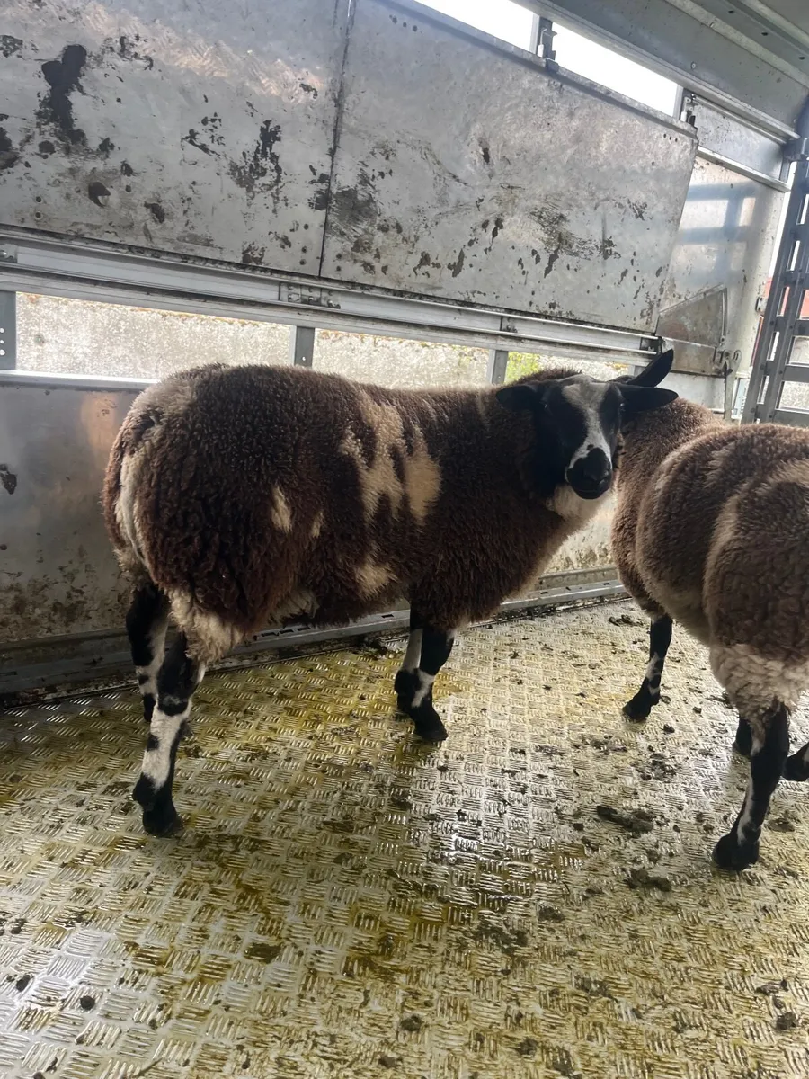 Sheep - Image 1
