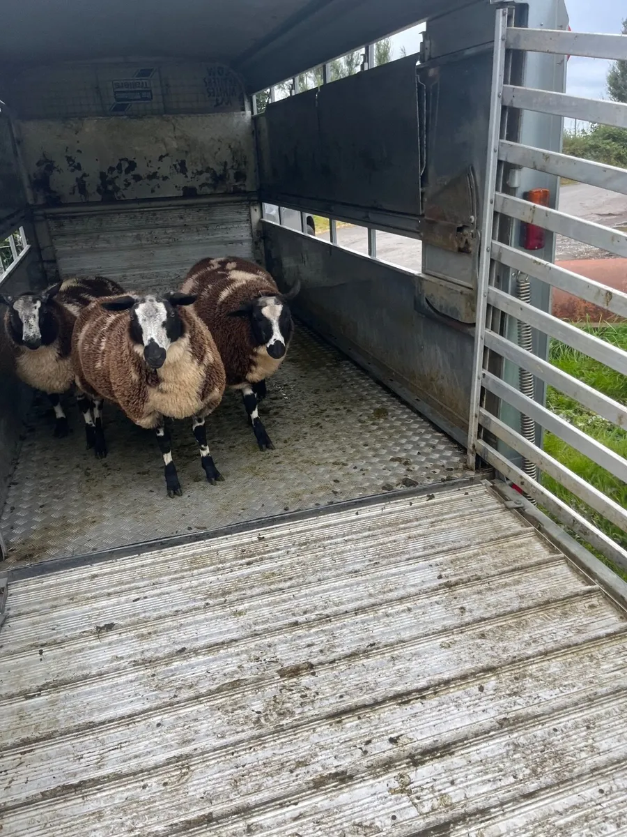Sheep - Image 4