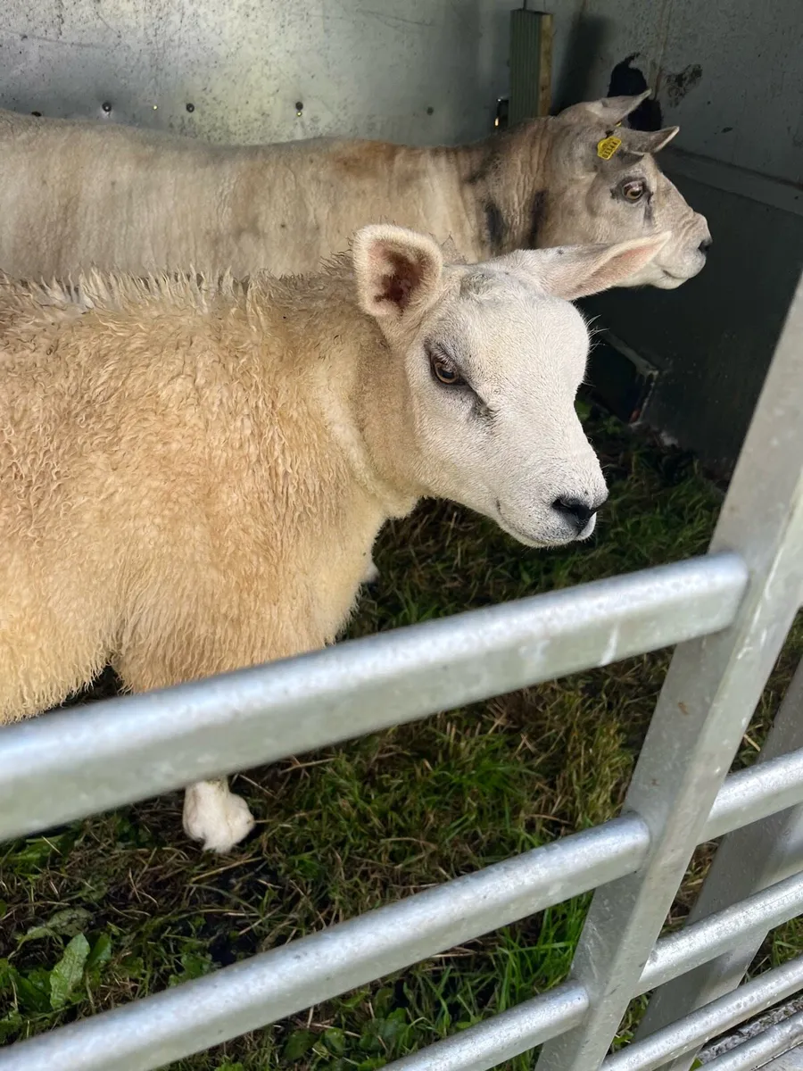 PBNR Texel Ewe Lamb - Image 2