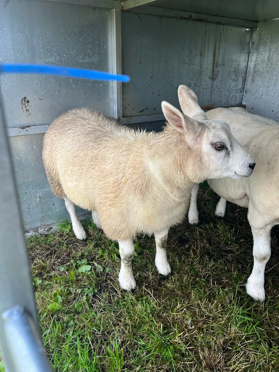 PBNR Texel Ewe Lamb - Image 3