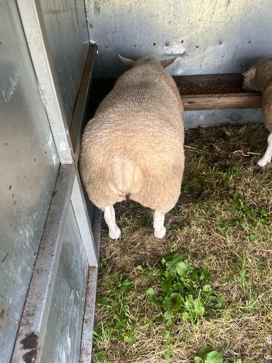 PBNR Texel Ewe Lamb - Image 4