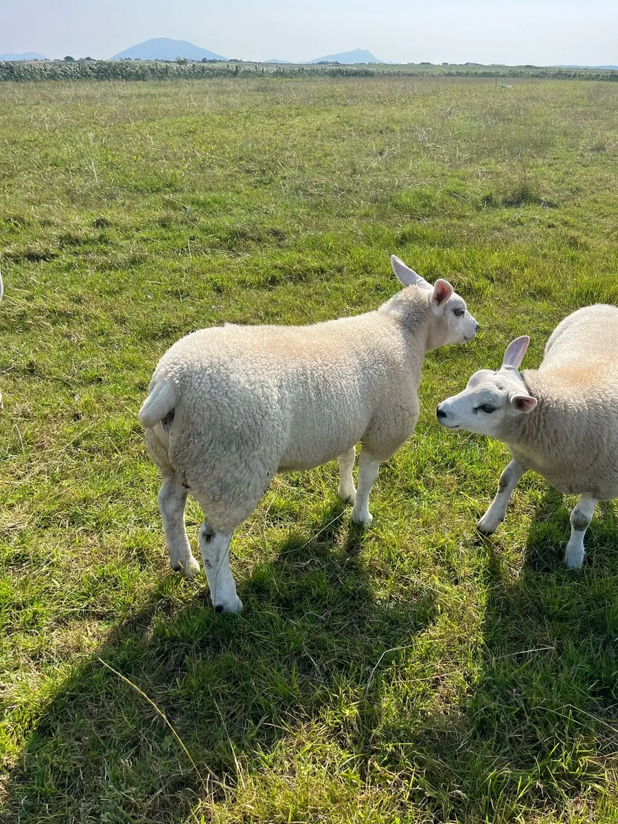 PBNR Texel Ewe Lamb - Image 1