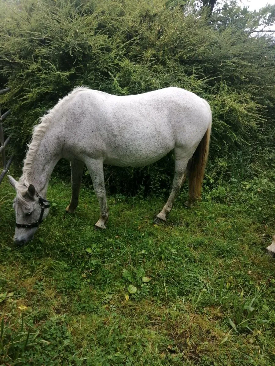 For sale drumshambo mart sat 30 th August 2025 - Image 3