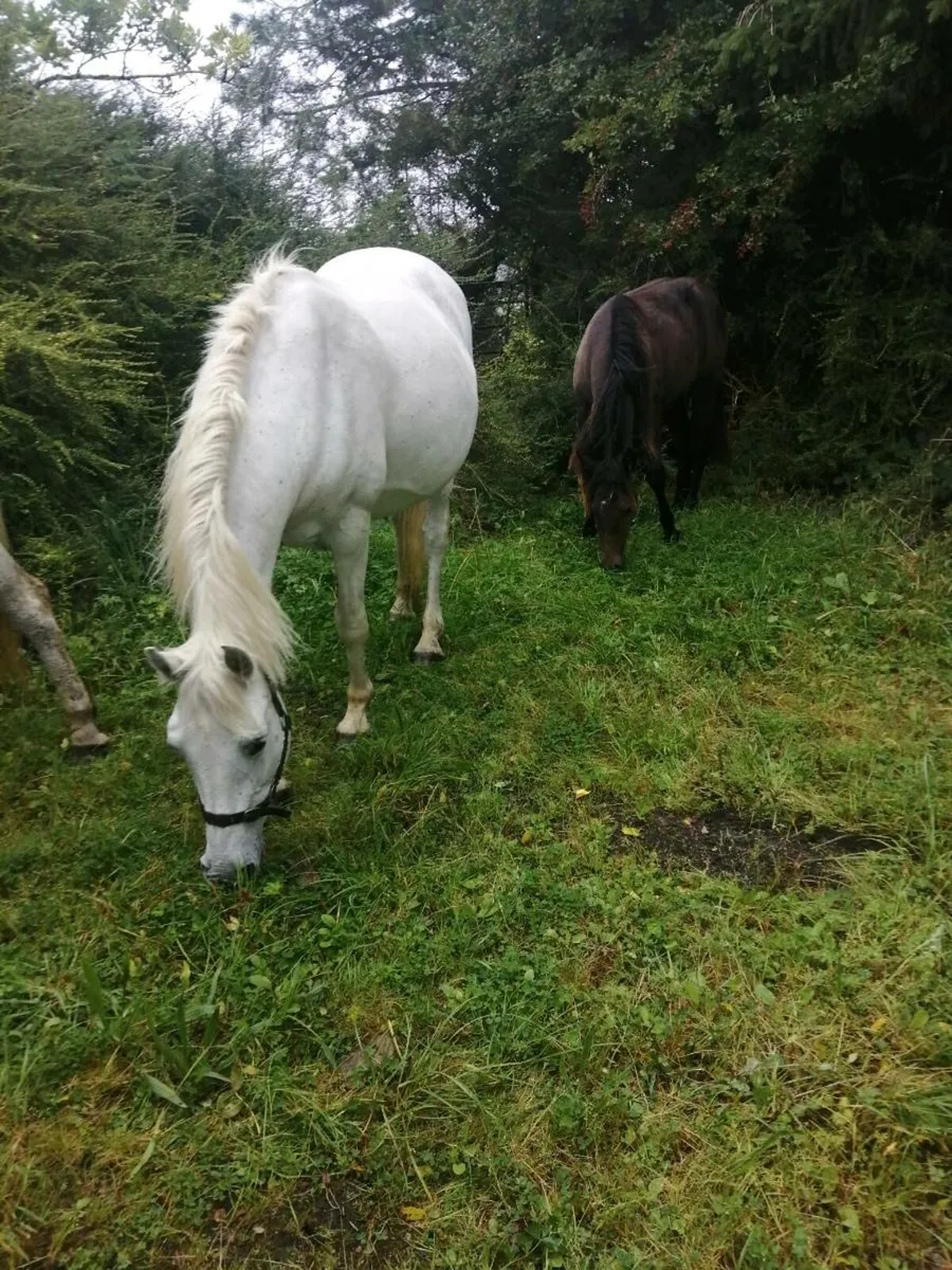 For sale drumshambo mart sat 30 th August 2025 - Image 4