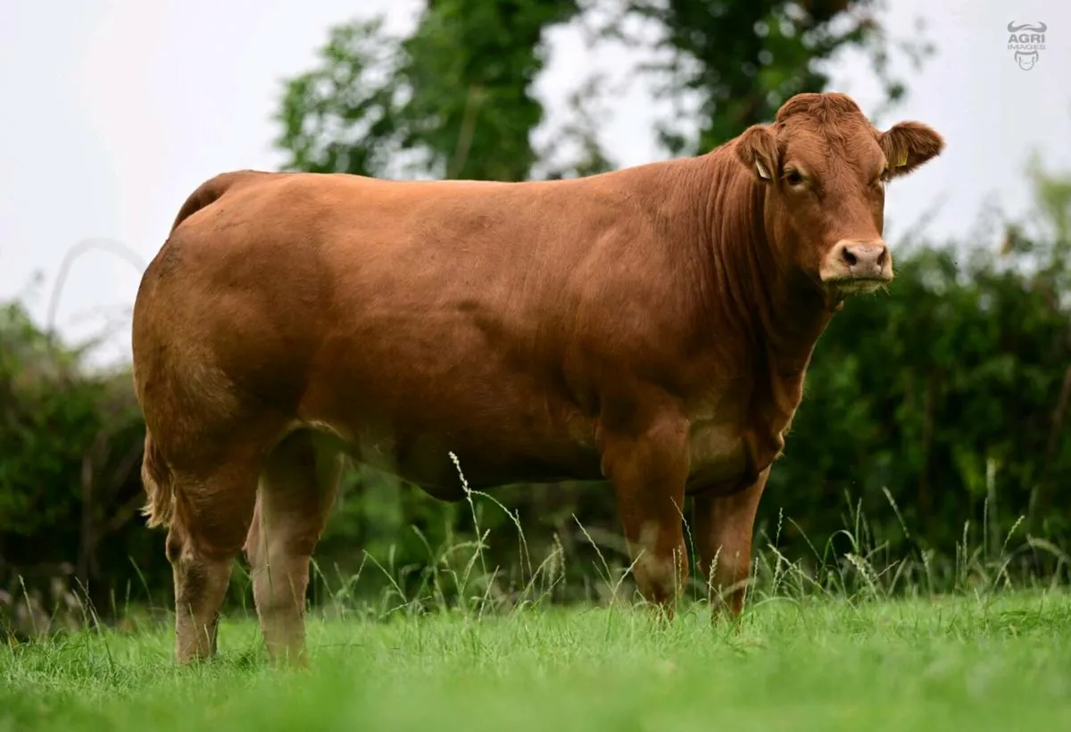 Pedigree Limousin - Image 1