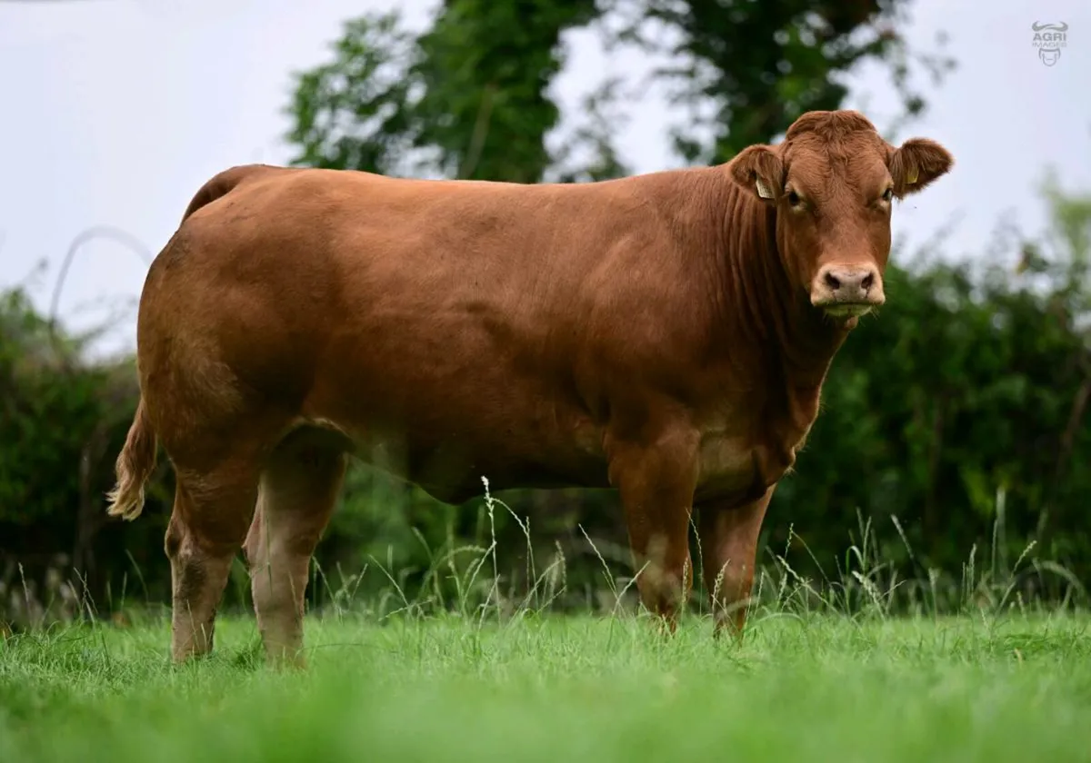 Pedigree Limousin - Image 2