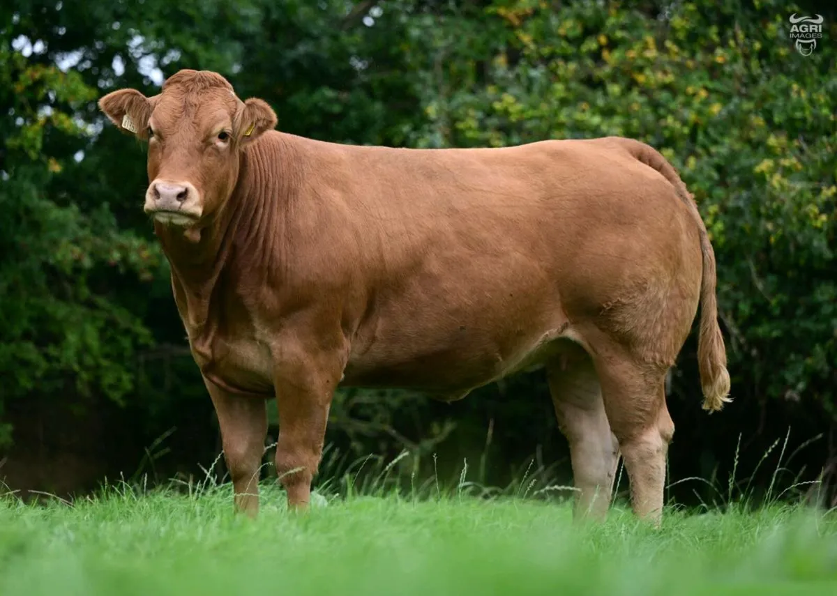 Pedigree Limousin - Image 3