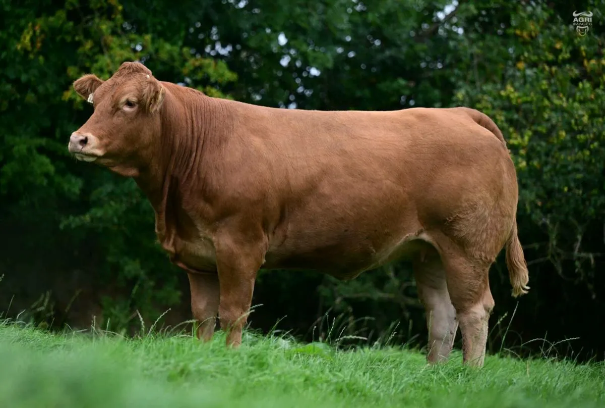 Pedigree Limousin - Image 4