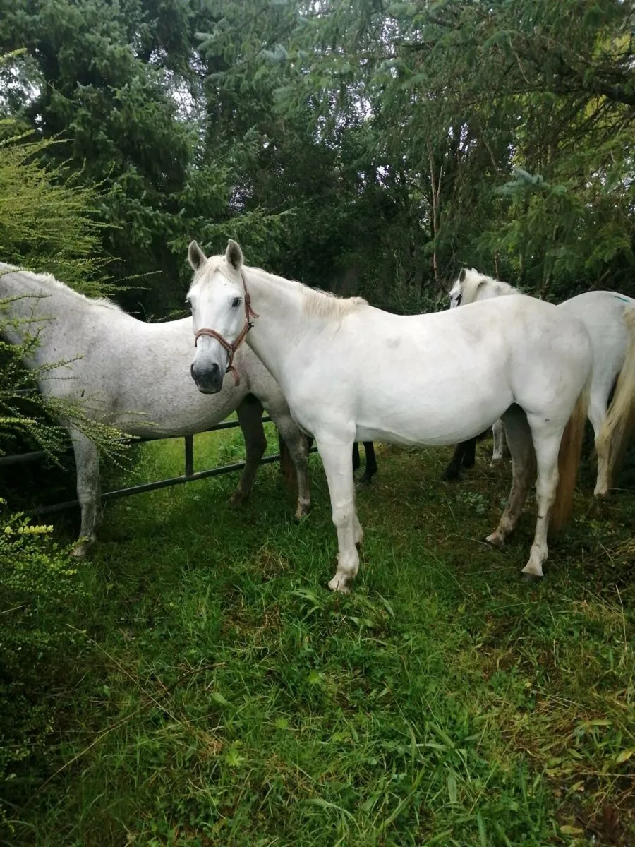 For sale drumshambo mart sat 30 th August 2025 - Image 1