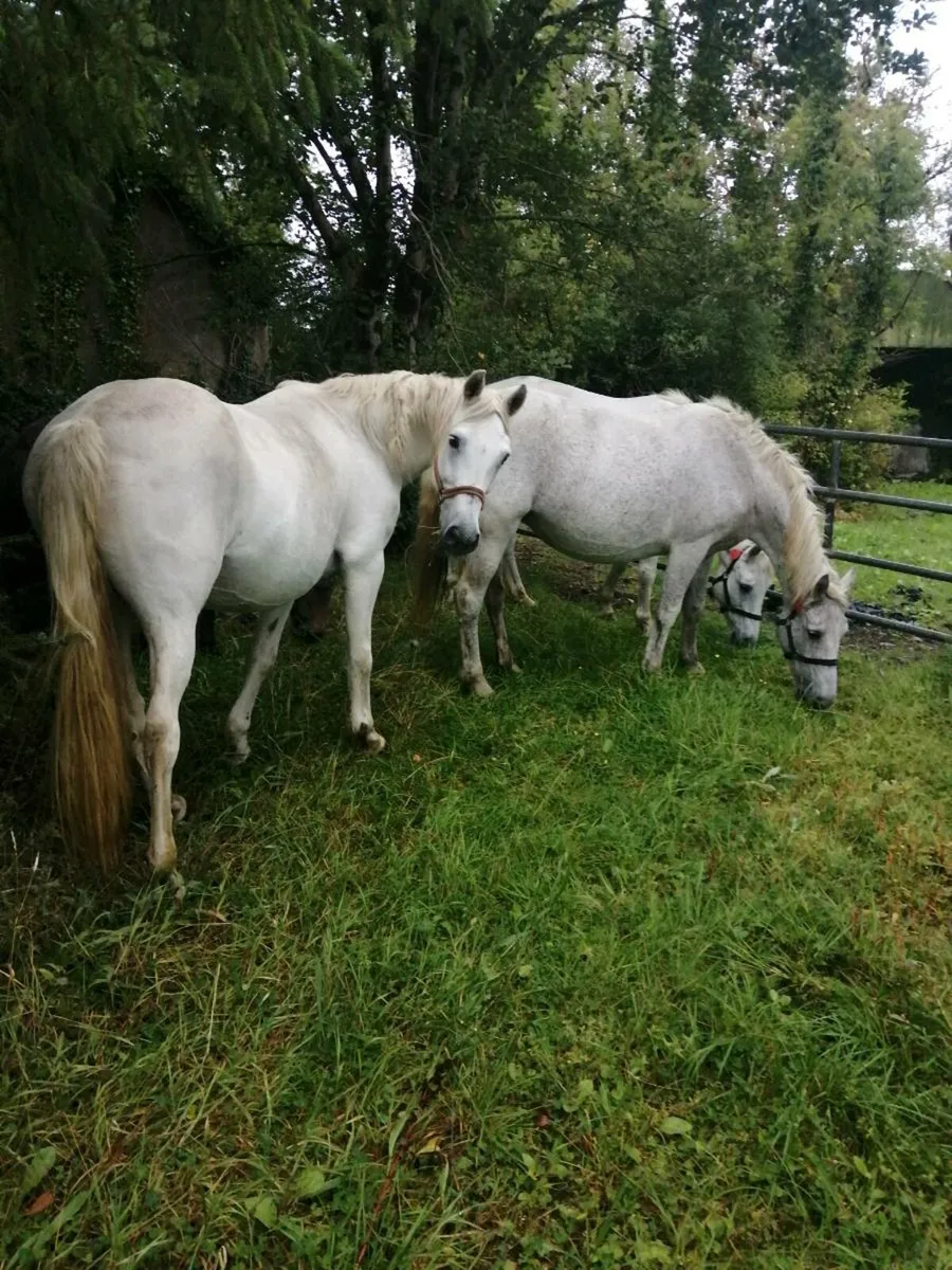 For sale drumshambo mart sat 30 th August 2025 - Image 2