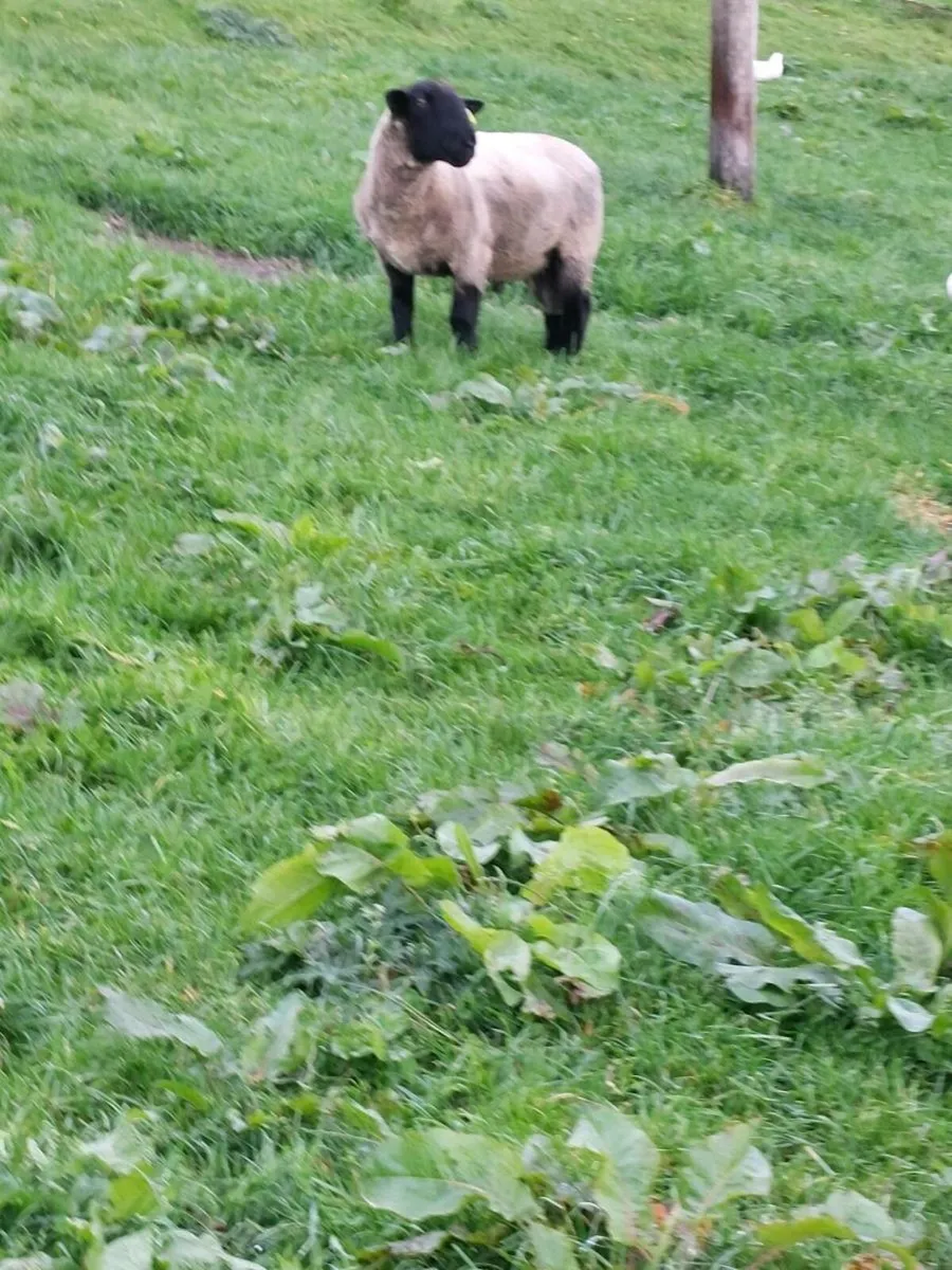 Hogget Rams - Image 4