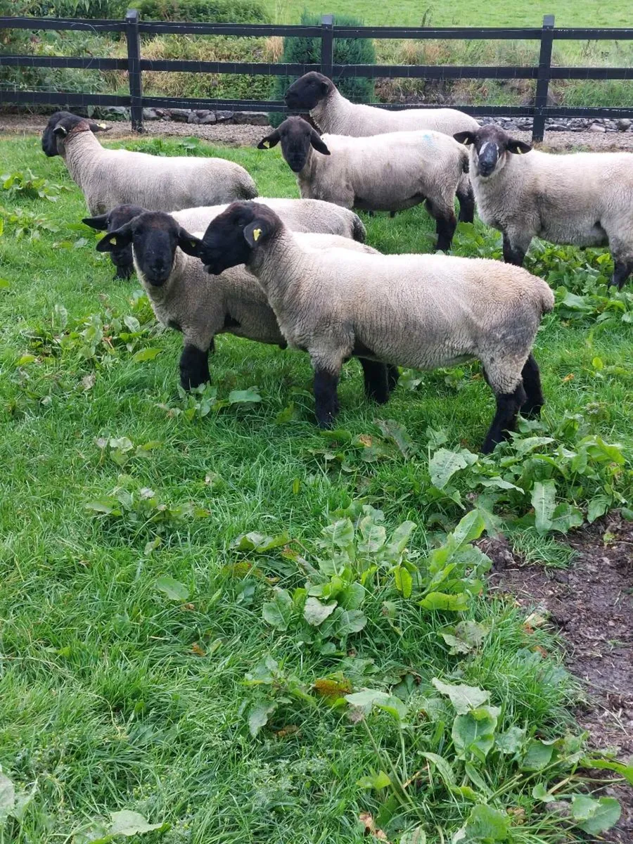 Hogget Rams - Image 2