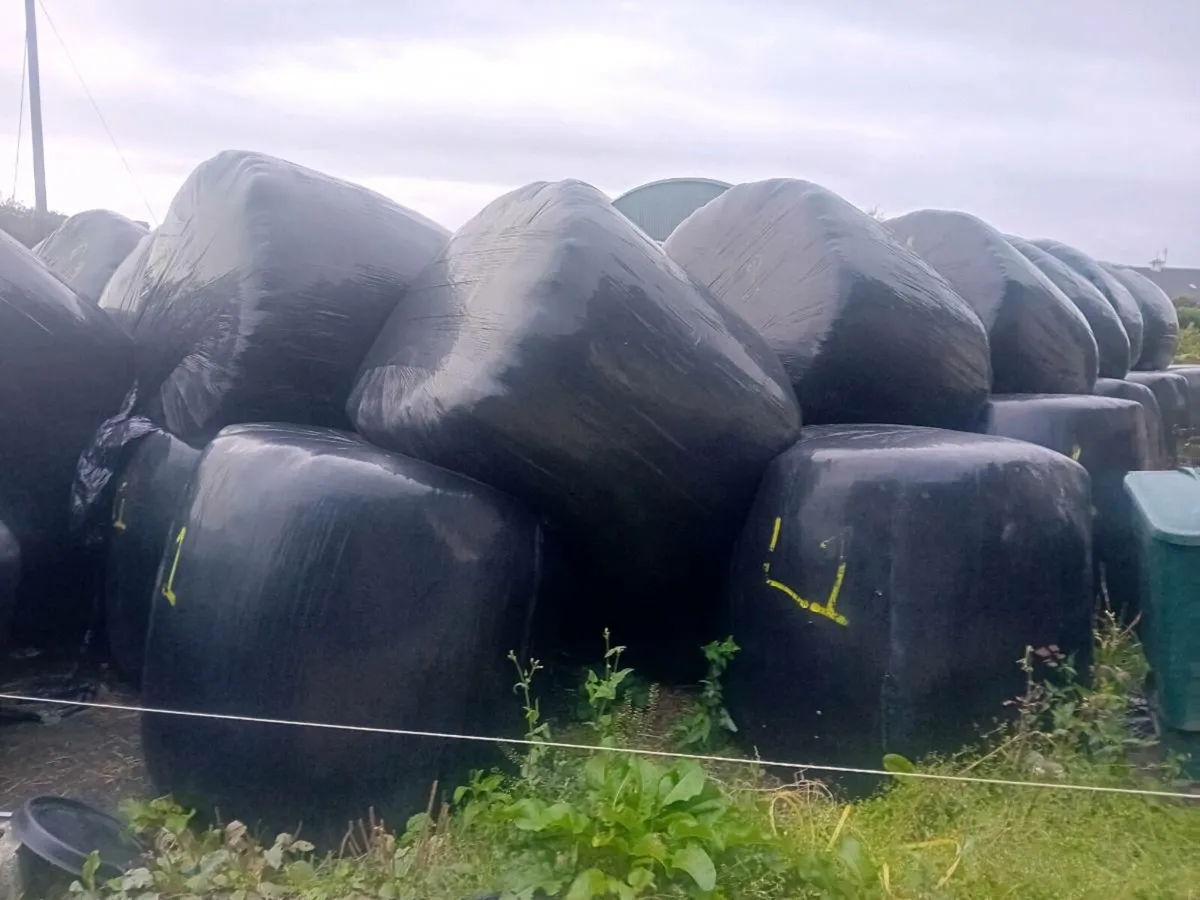 Silage bales - Image 1