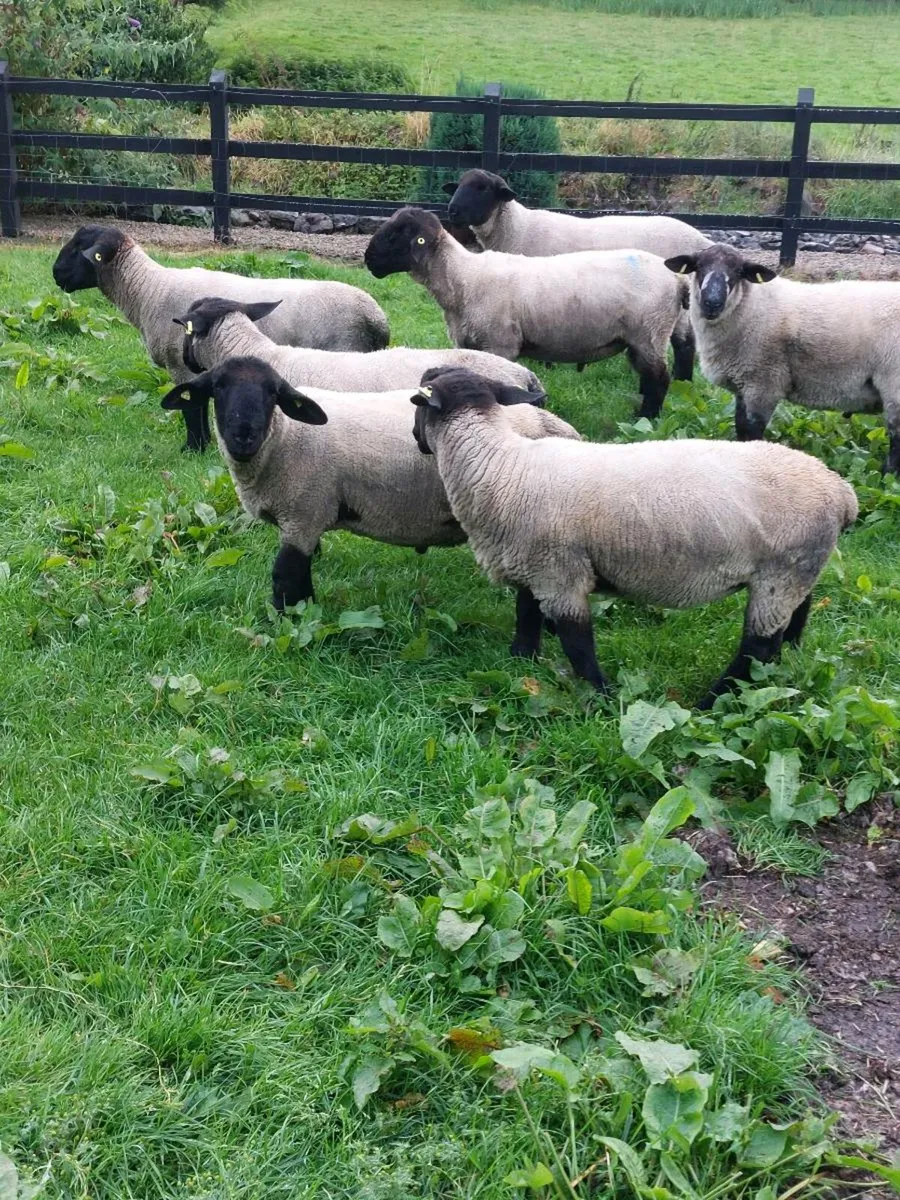 Hogget Rams - Image 3