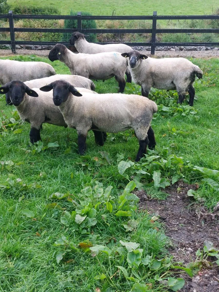 Hogget Rams - Image 1