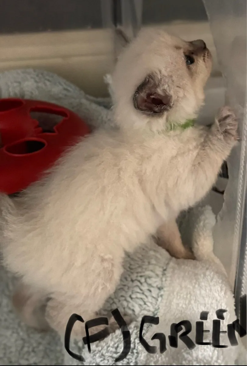 Ragdoll kittens - Image 2