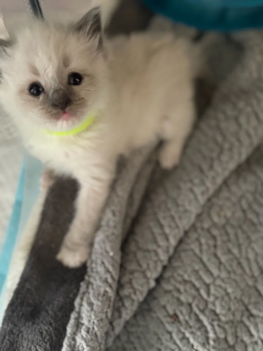 Ragdoll kittens - Image 3