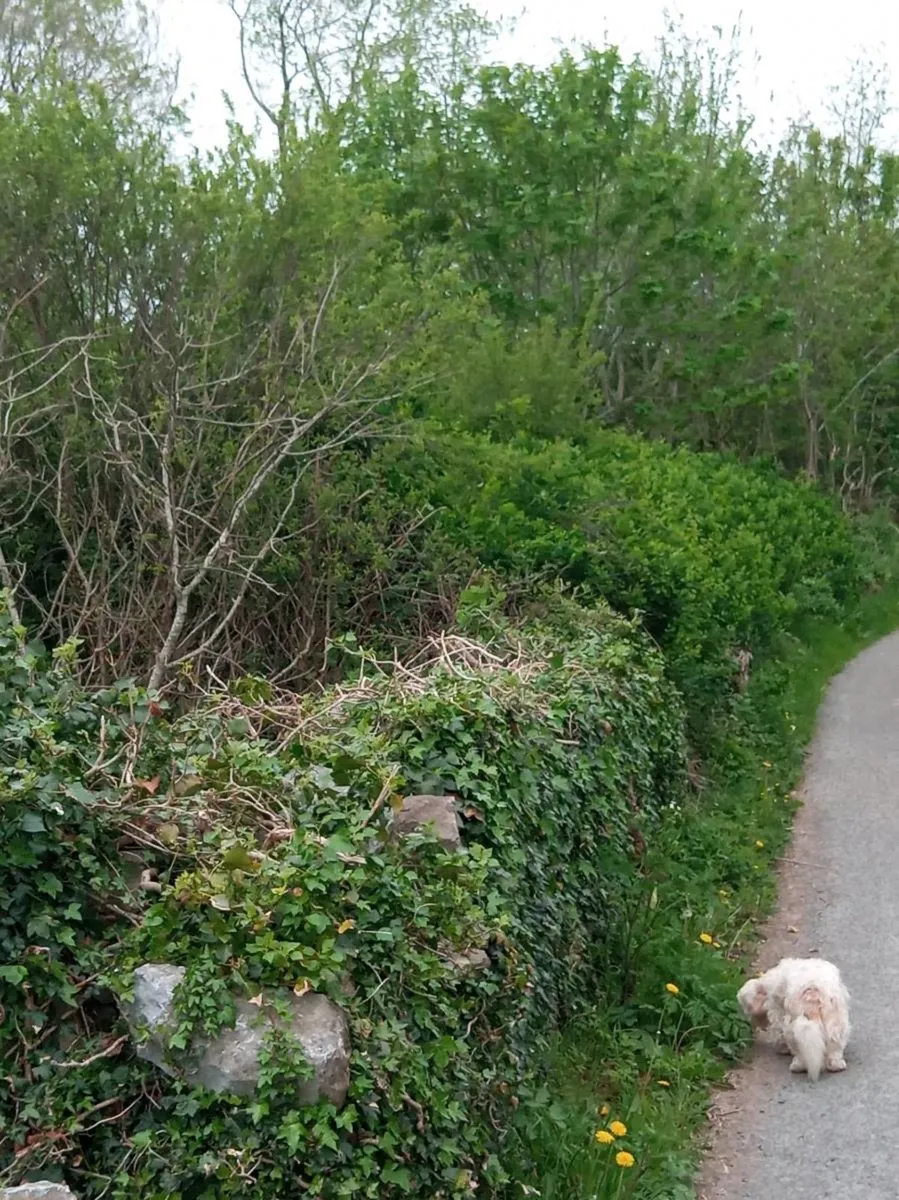 Site - Image 3