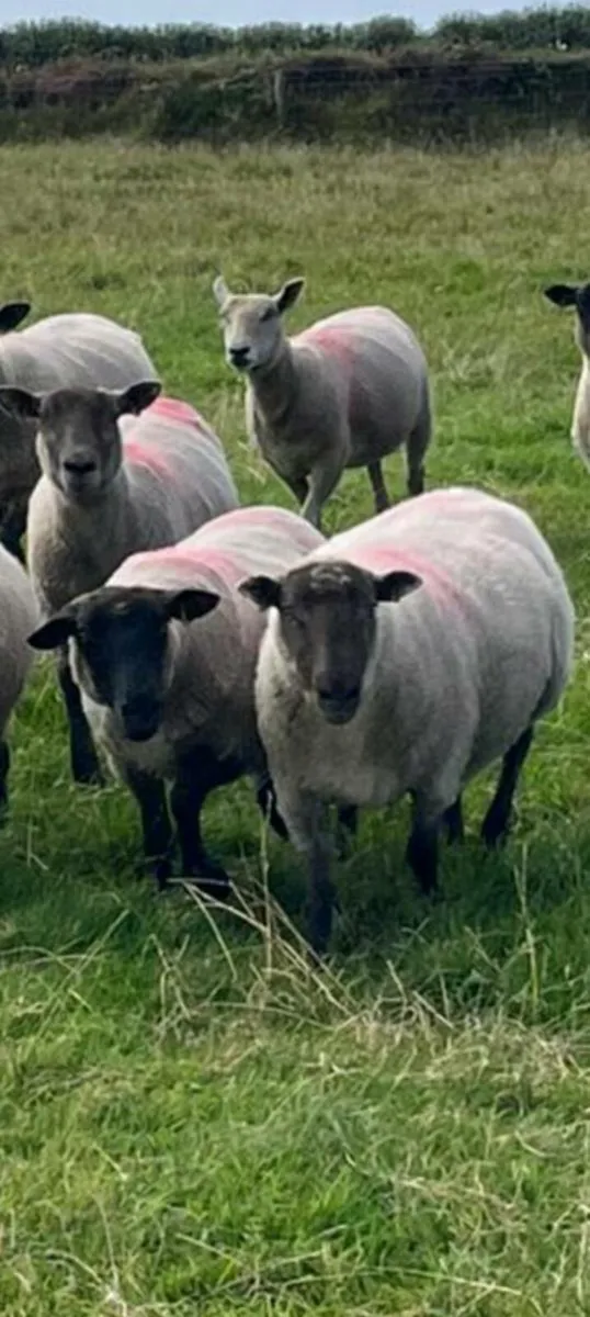 Hoggets - Image 1